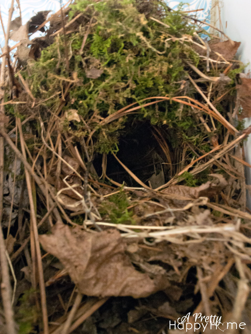 Bird Nest in a Shoe birdnest4