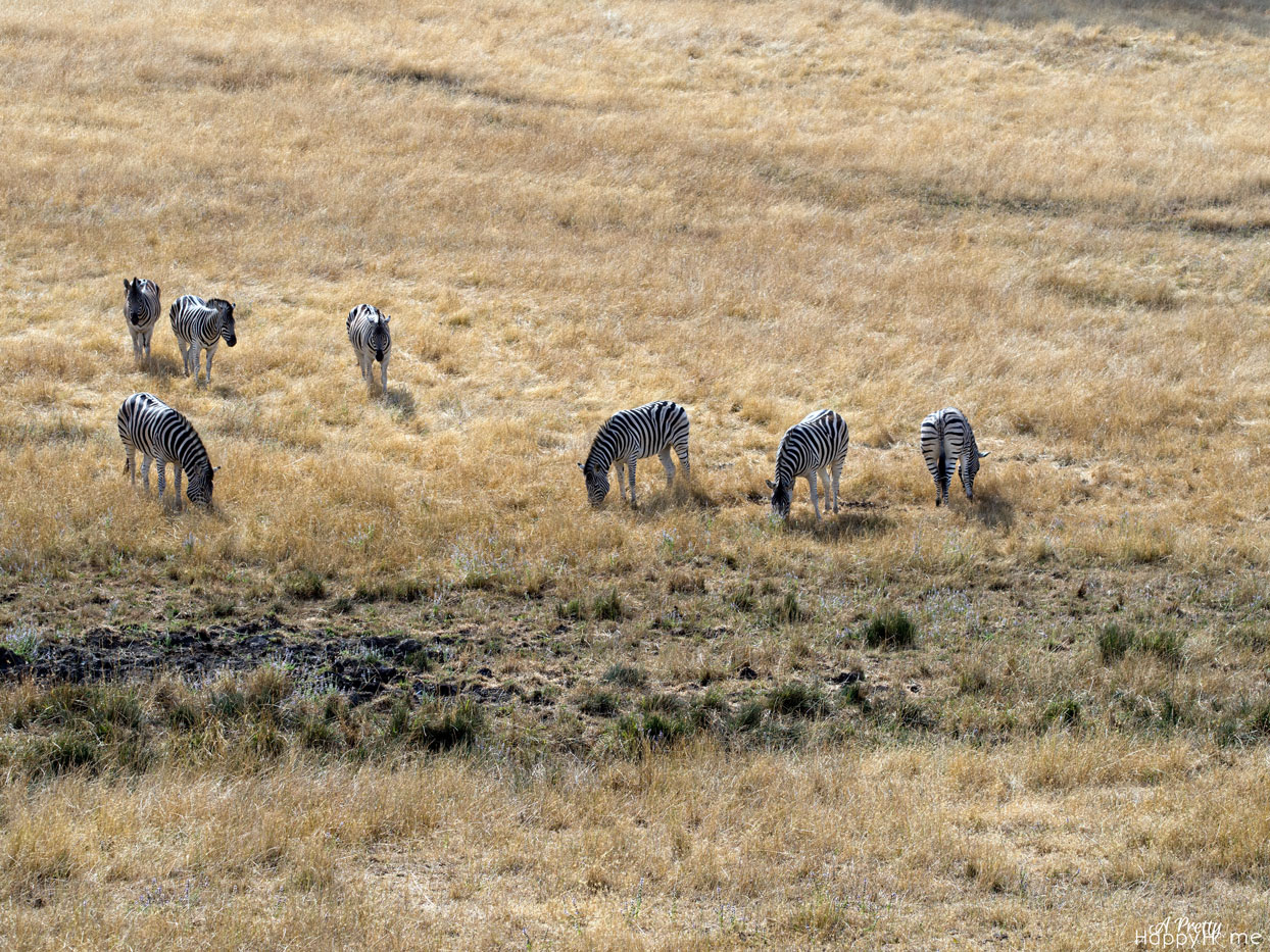 zebra_original