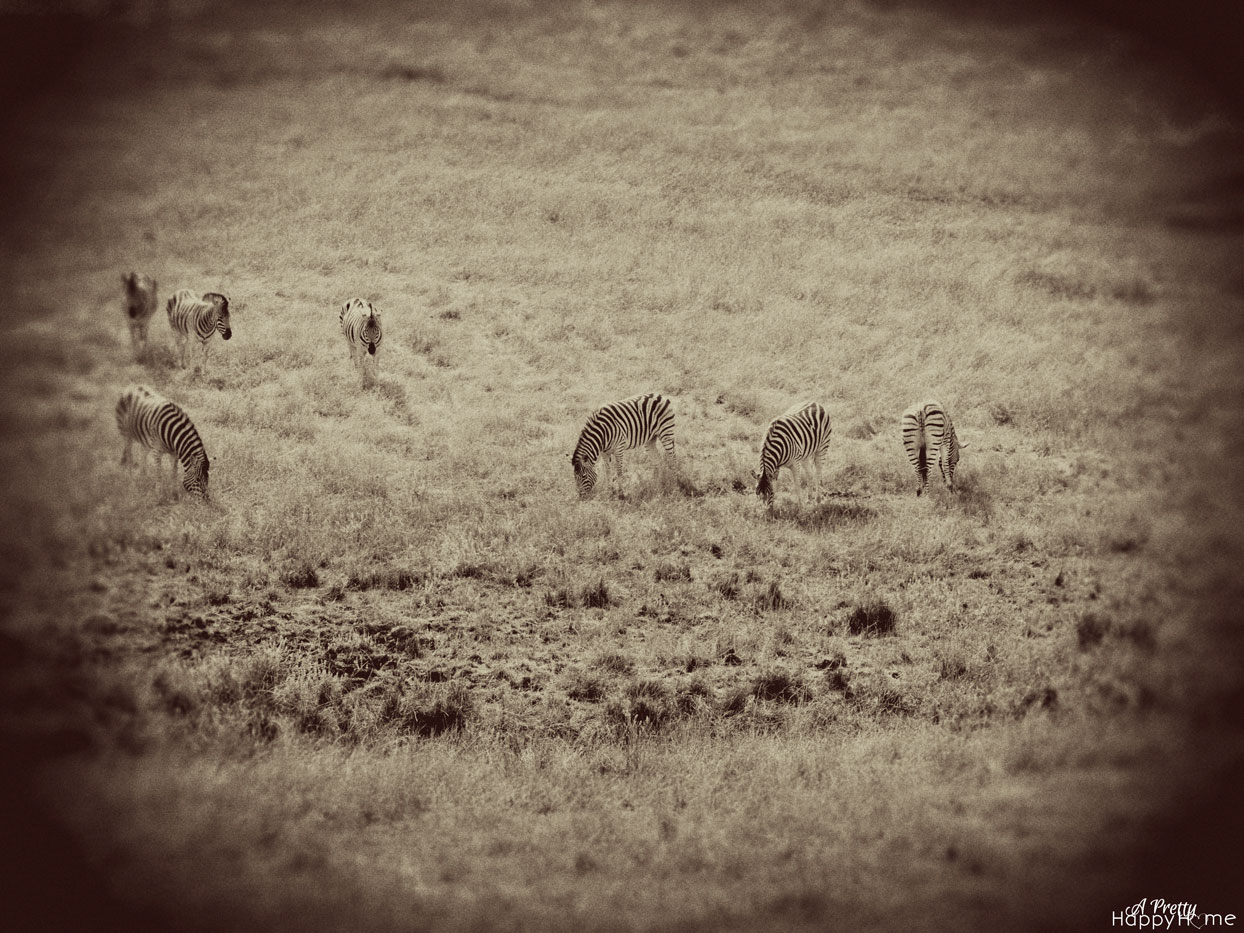 zebra_vintage_web