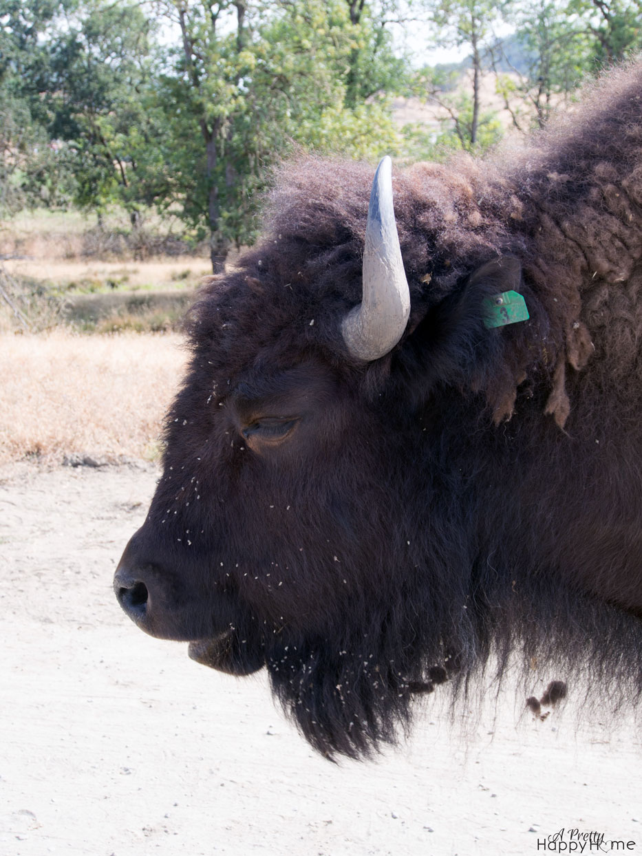 bison_original