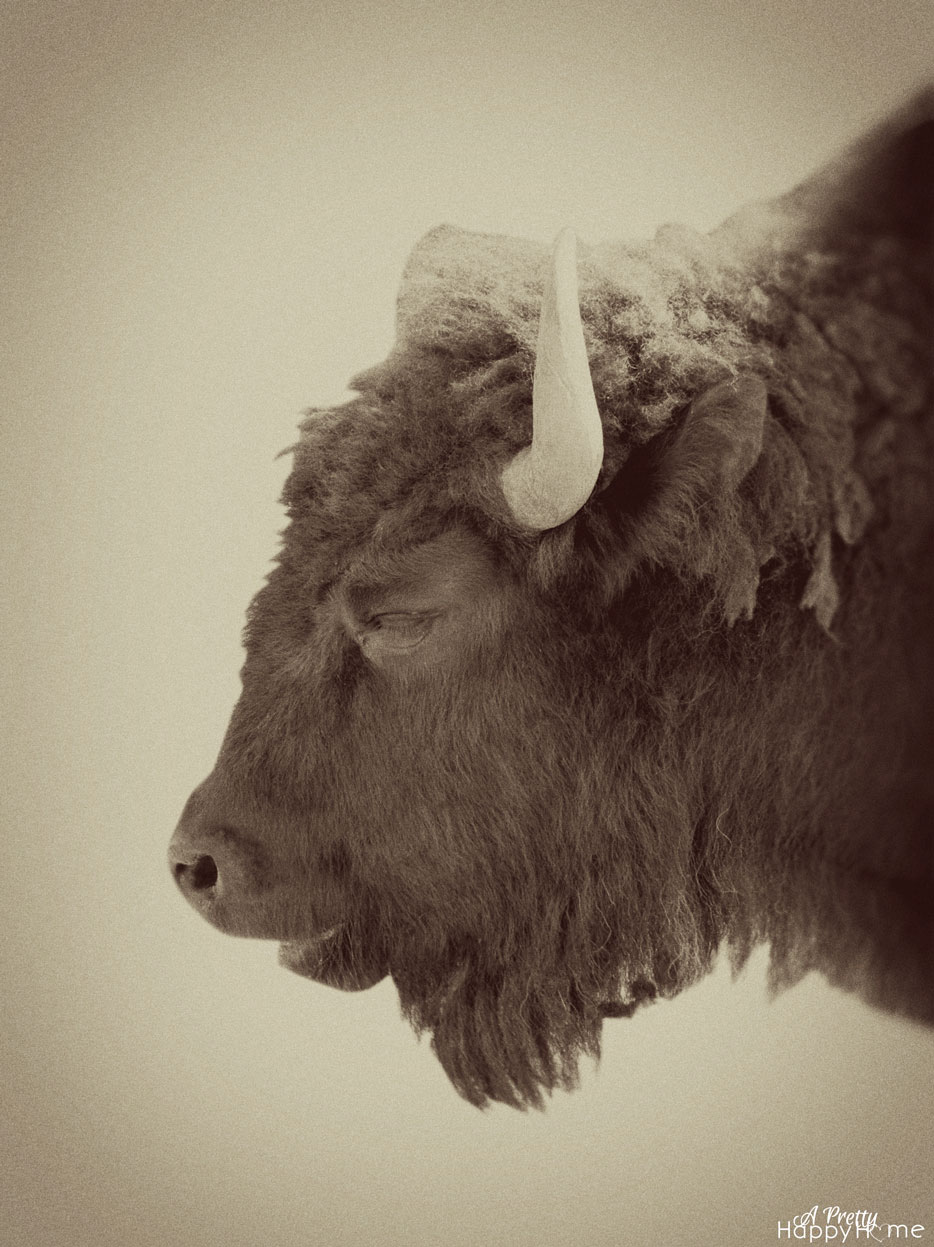 bison_vintage_web