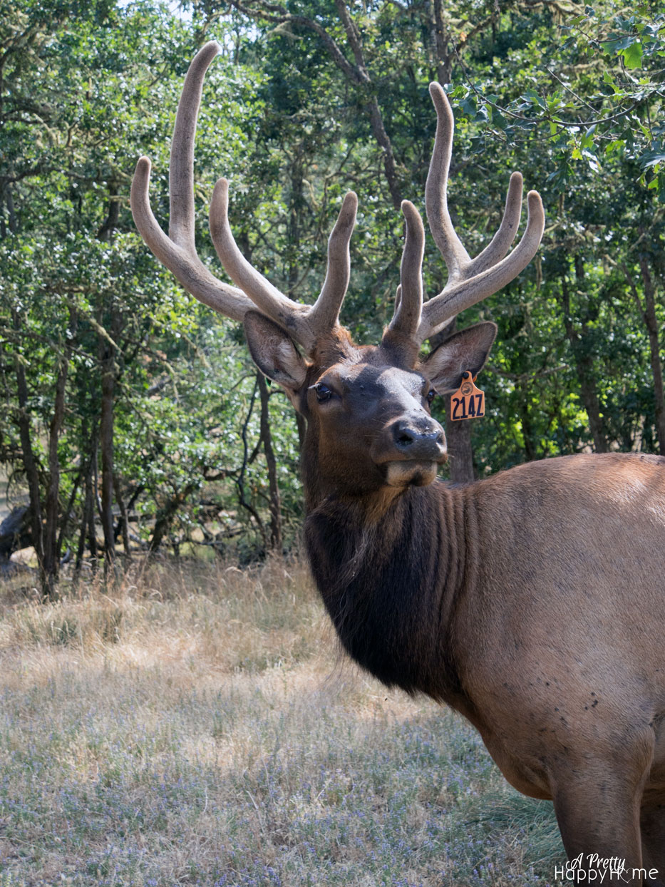 elk_original