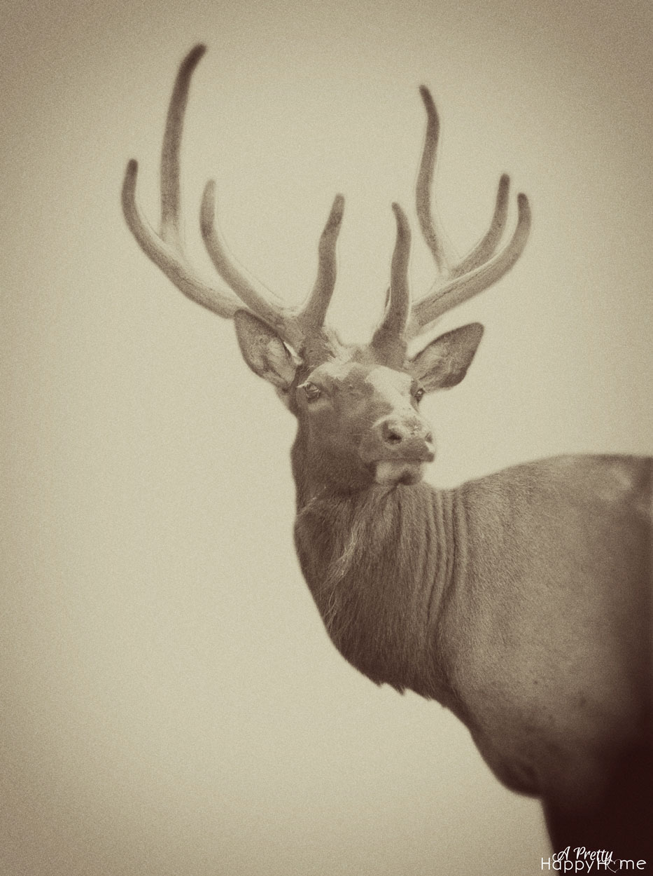 elk_vintage_web