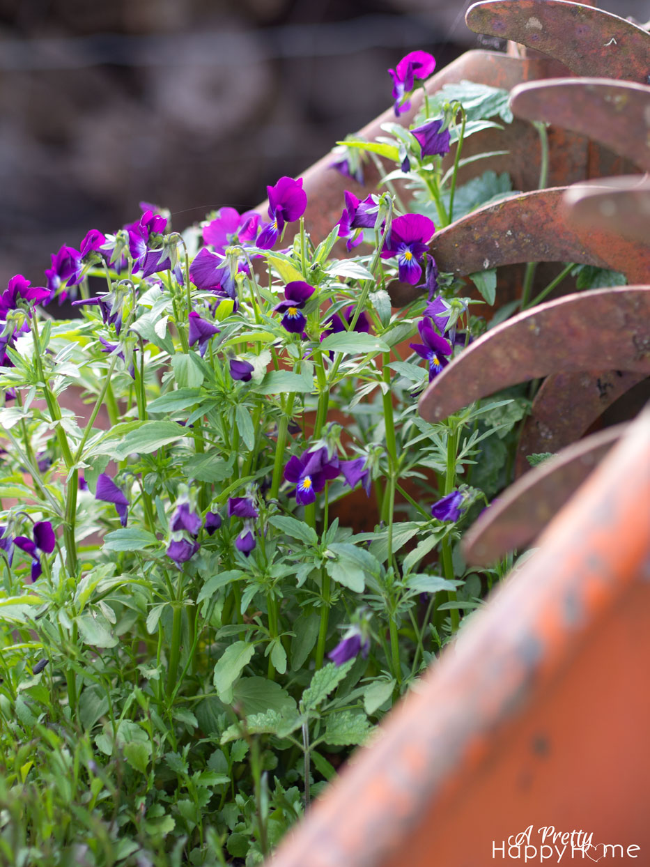 flowers planted in fertilizer spreader manure-spreader-planter-1