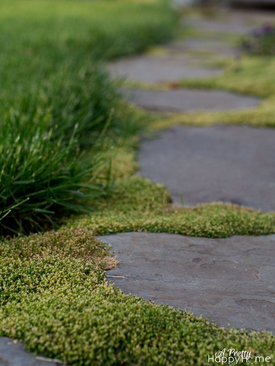 moss covered path moss-steps