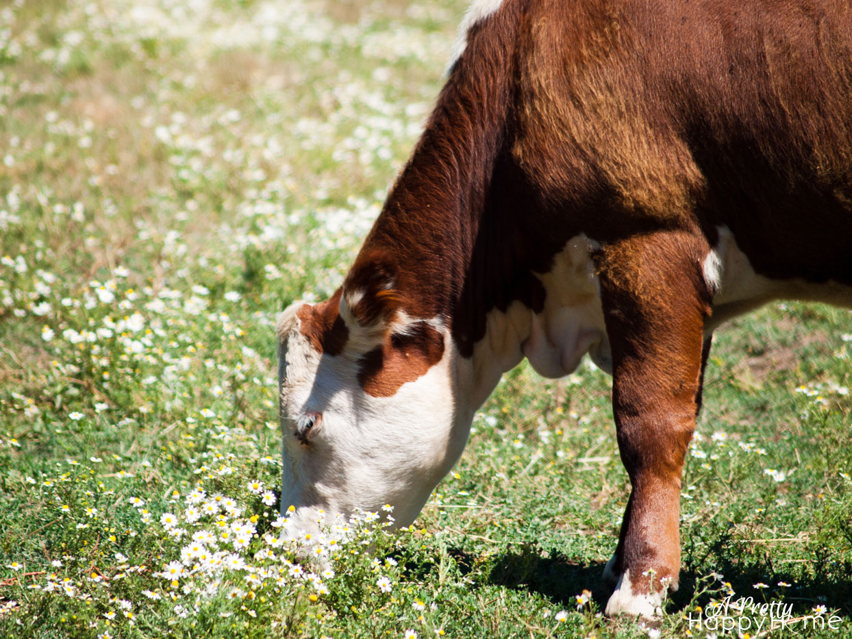 cow eating daisies cow-and-daisies