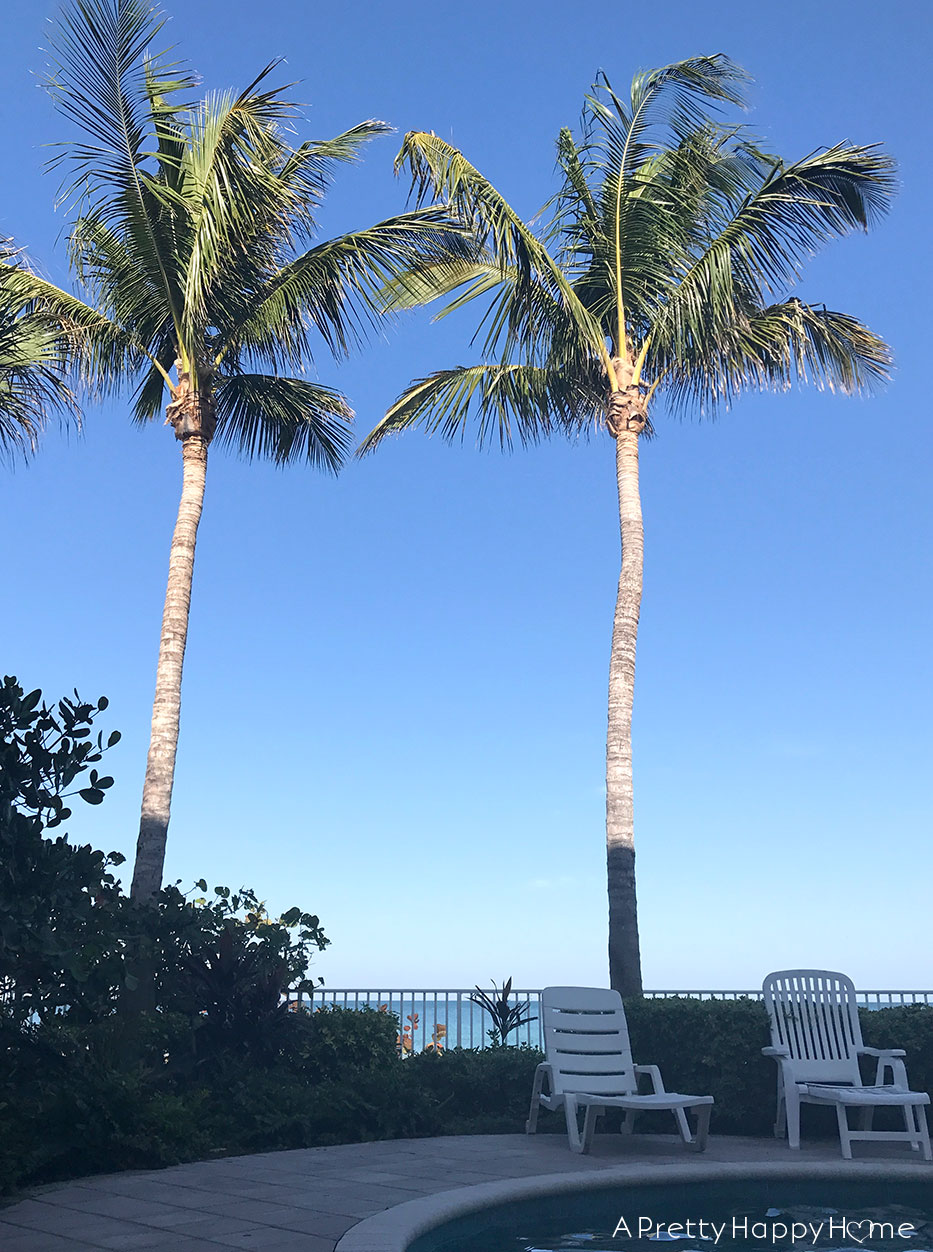 palm trees in florida
