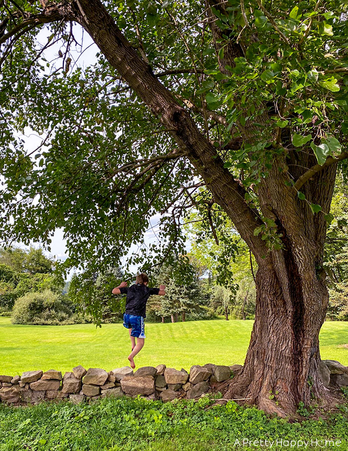 value of a tree mulberry tree