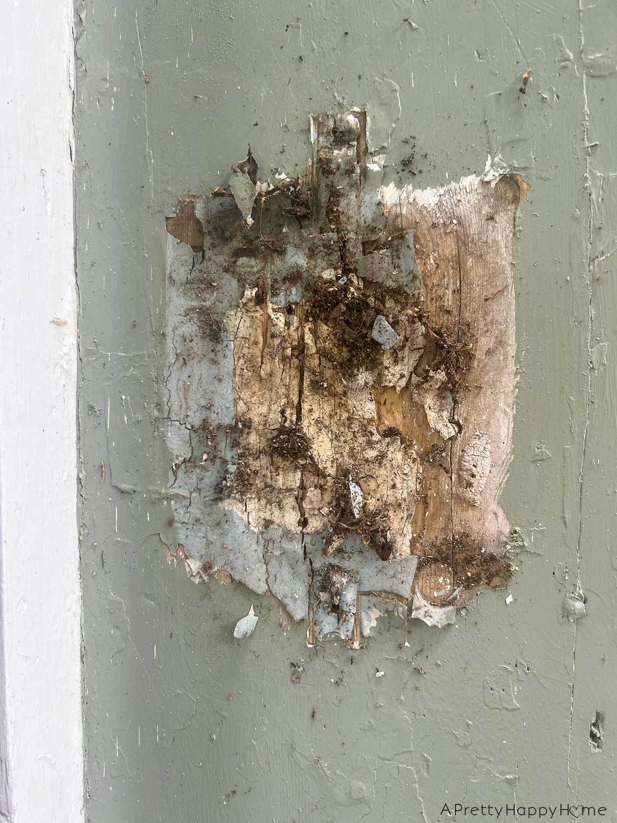 Caulk, Cracks, and Home Maintenance. Wood siding maintenance, scraping chipping paint, sanding, repainting on an old house