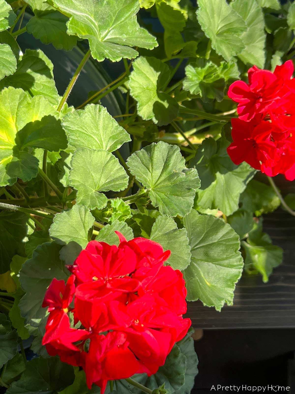 porch plants survived the winter how to make porch plants survive winter indoors navy blue sunporch with plants