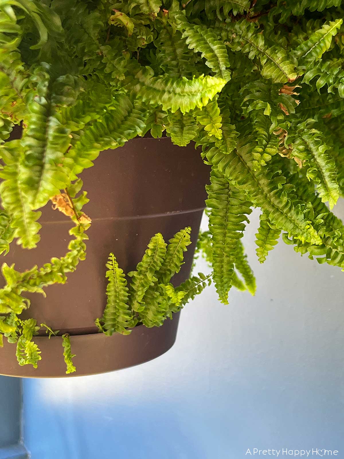 porch plants survived the winter how to make porch plants survive winter indoors navy blue sunporch with plants