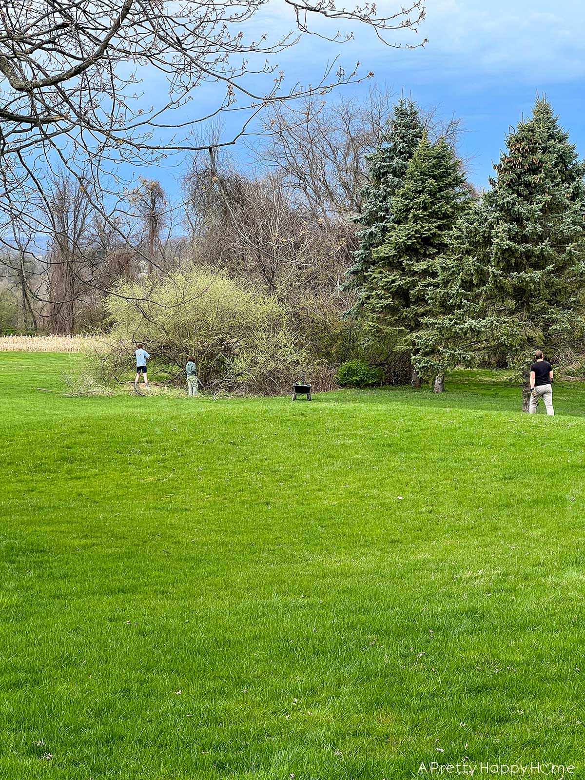 3 Reasons We're Clearing Brush On Our Property