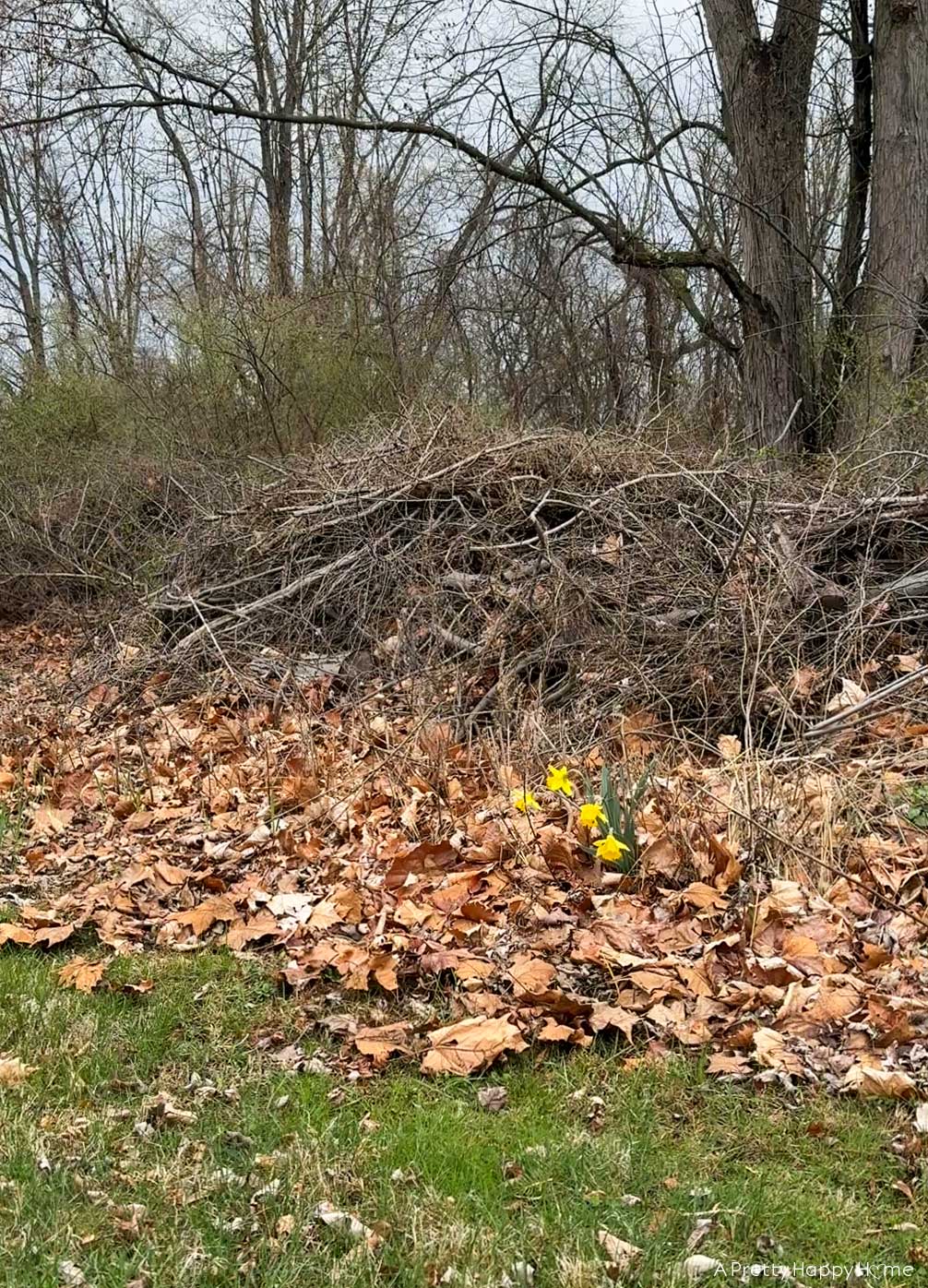 daffodils growing out of a brush pile