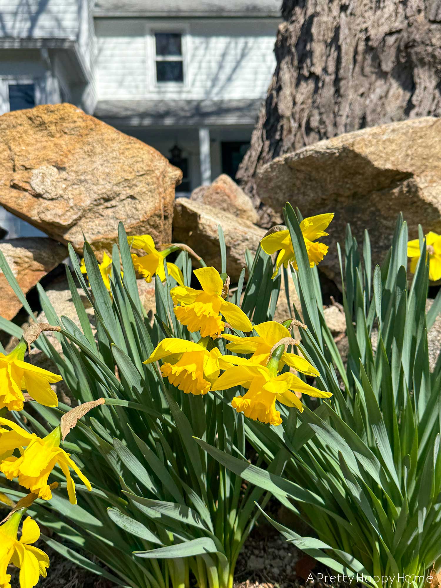 daffodils in front of a stone wall