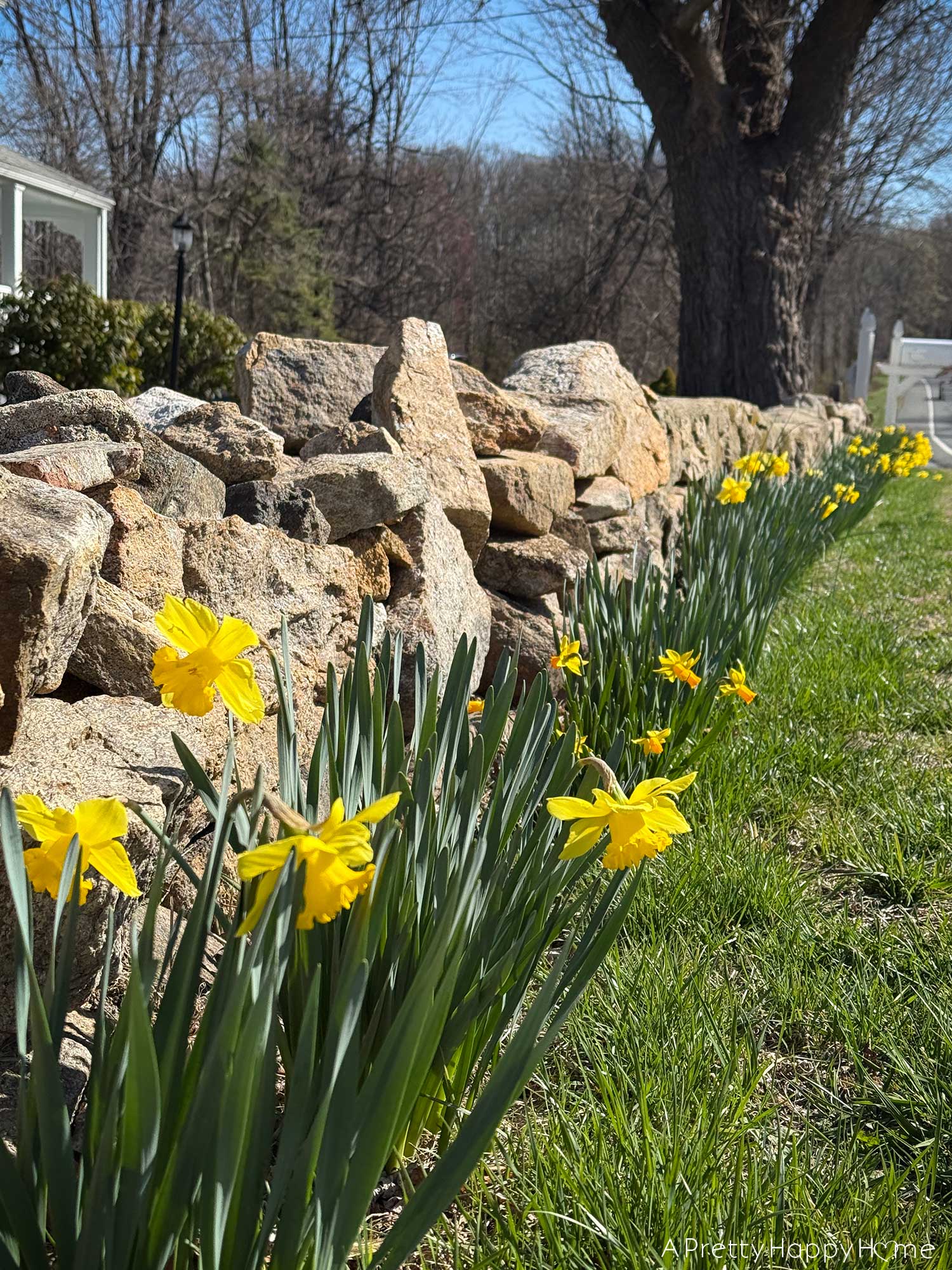 daffodils in front of a stone wall