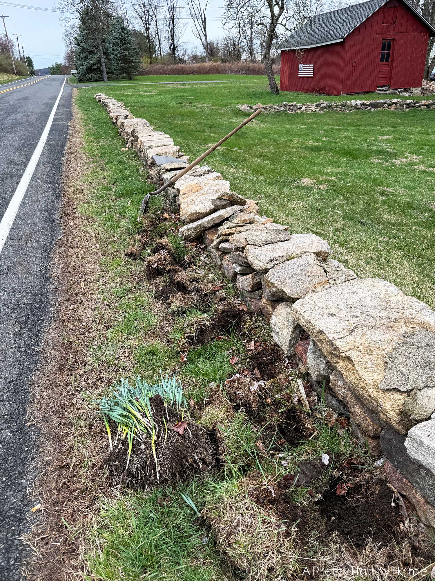 replanting daffodils in front of a stone wall