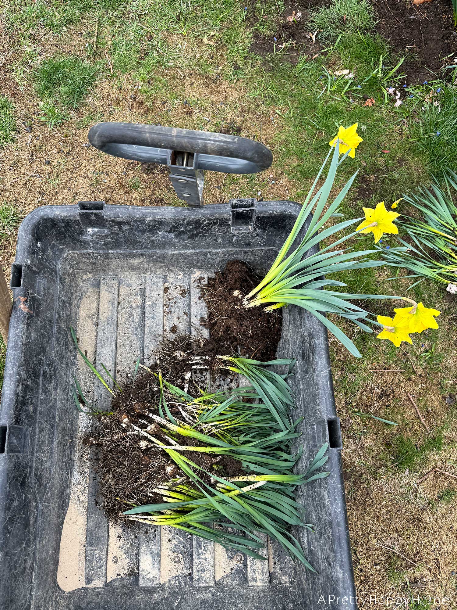 replanting daffodils in front of a stone wall