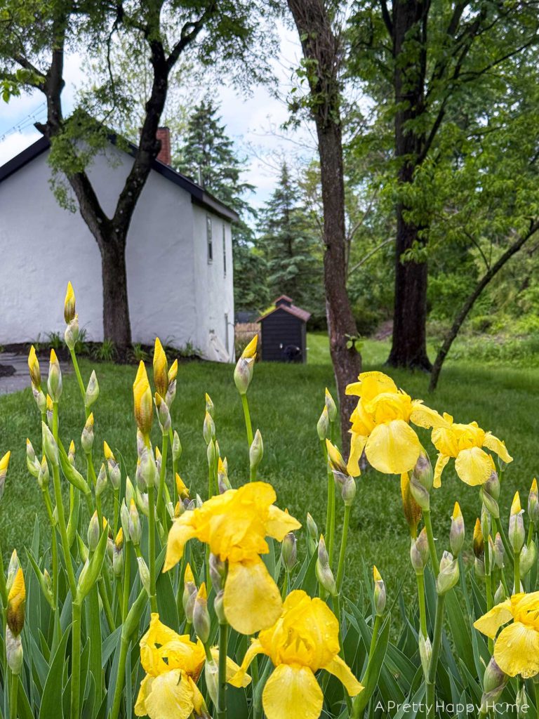 yellow irises in front of a white carriage house with black roof