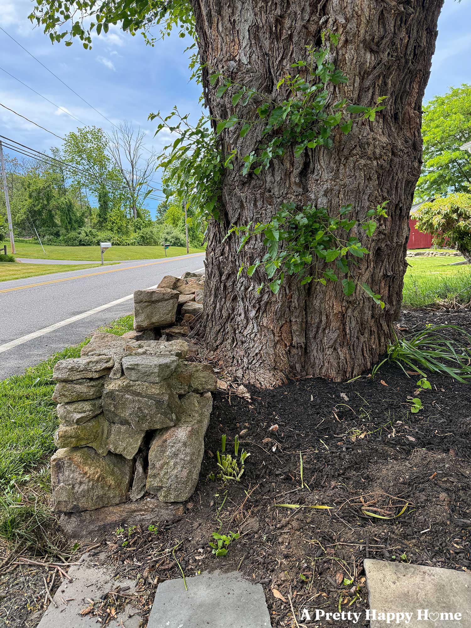 old crumbling low fieldstone wall in need of repair because a giant elm tree grew too close to the wall